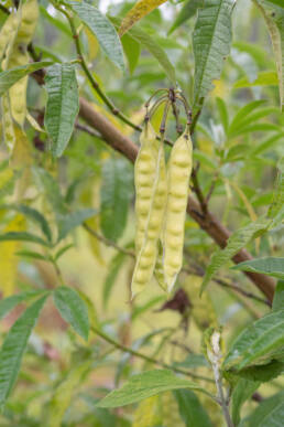 Himalayan Pea (Piptanthus nepalensis)