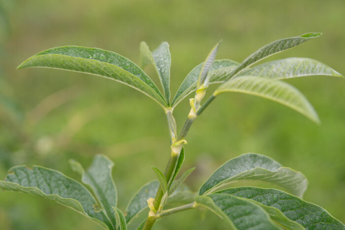 Himalayan Pea (Piptanthus nepalensis)