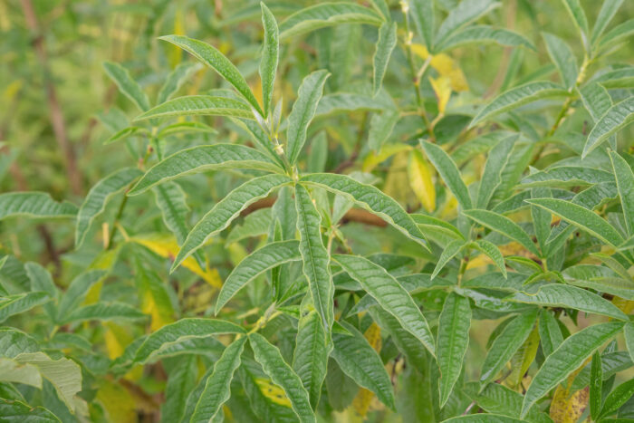 Himalayan Pea (Piptanthus nepalensis)