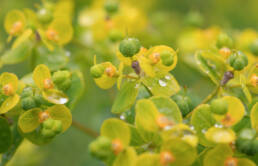 Arunachal plant (Euphorbia)