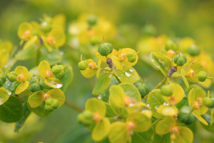 Arunachal plant (Euphorbia)