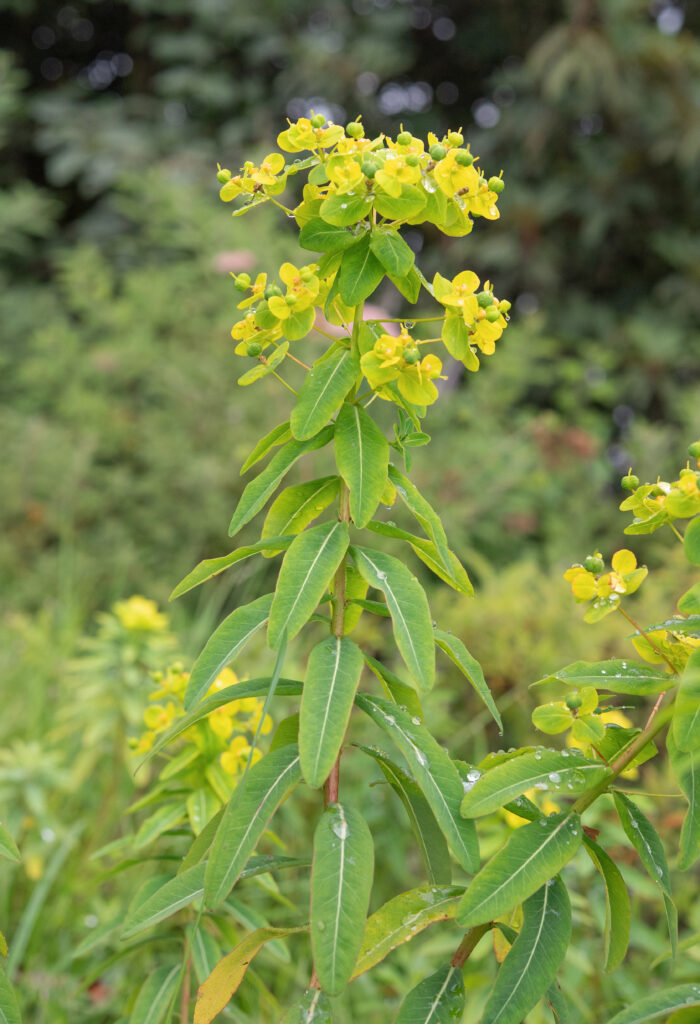 Arunachal plant (Euphorbia)