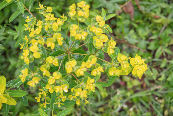 Euphorbia sikkimensis