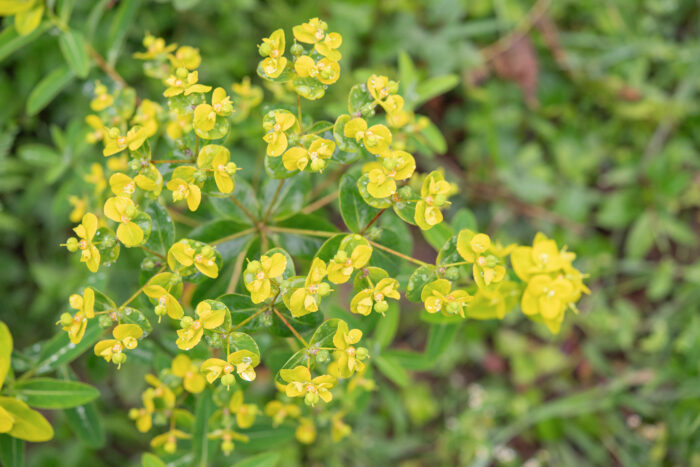 Euphorbia sikkimensis