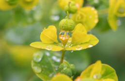 Euphorbia sikkimensis