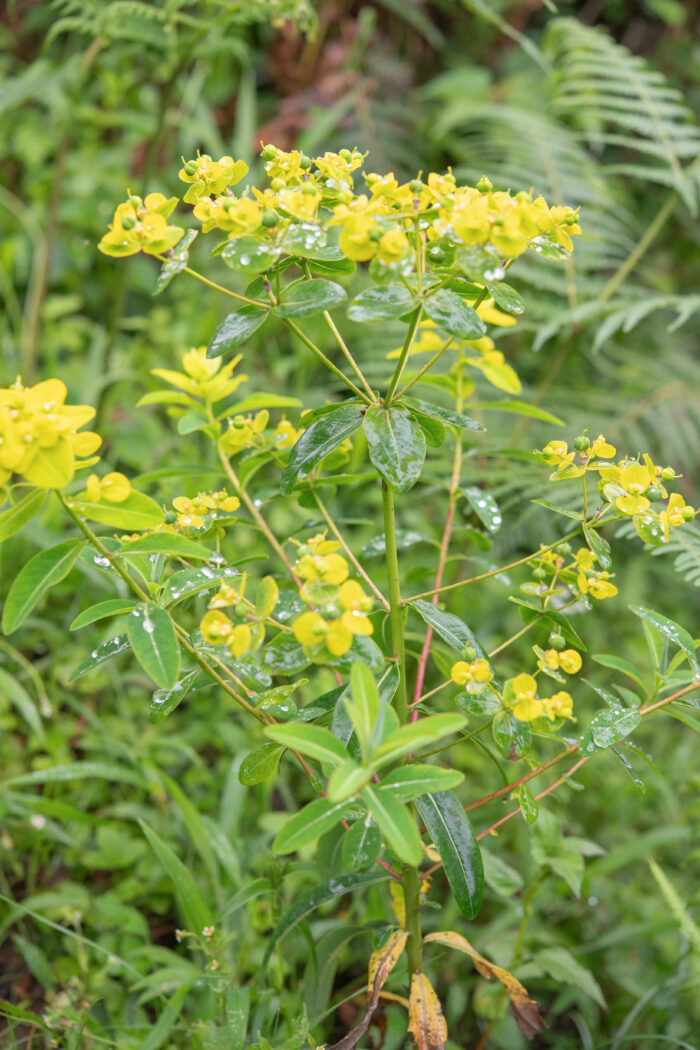 Euphorbia sikkimensis