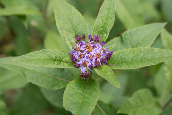 Arunachal plant (Primula)