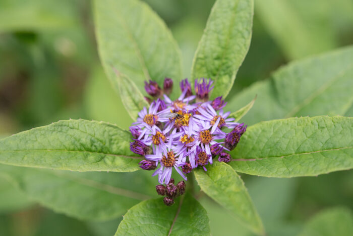 Arunachal plant (Primula)