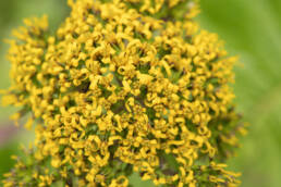 Ligularia amplexicaulis