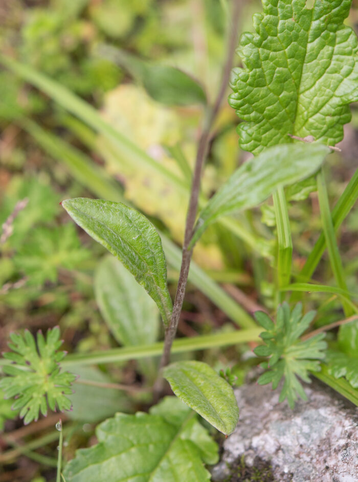 Anaphalis triplinervis