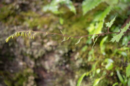 Arunachal plant (Asteraceae)