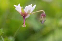 Geranium refractum