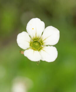 Arunachal plant (Parnassia)