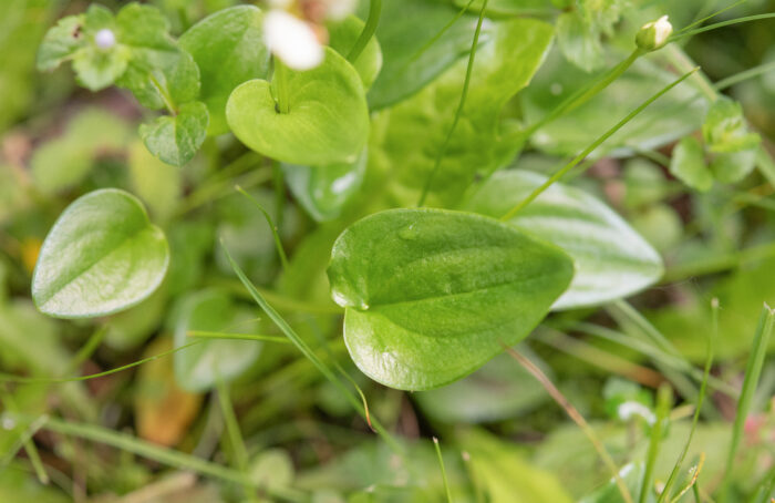 Arunachal plant (Parnassia)