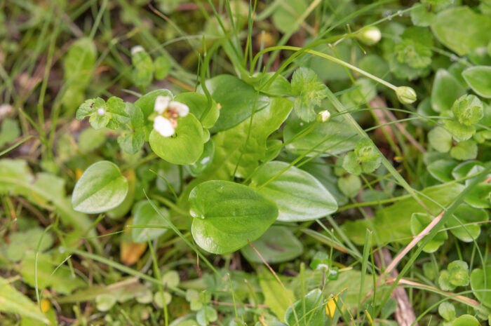 Arunachal plant (Parnassia)