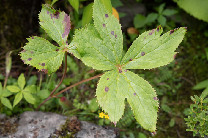 Himalayan Mayapple (Podophyllum hexandrum)