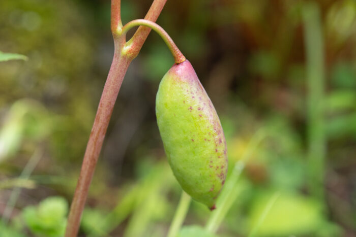 Himalayan Mayapple (Podophyllum hexandrum)