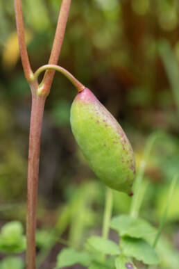 Himalayan Mayapple (Podophyllum hexandrum)