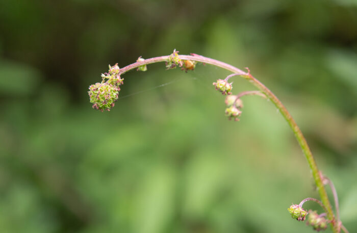 Arunachal plant (Rosaceae)