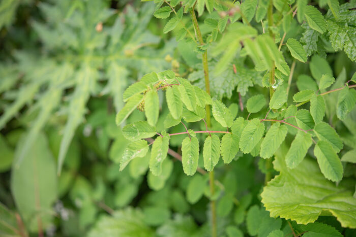 Arunachal plant (Rosaceae)