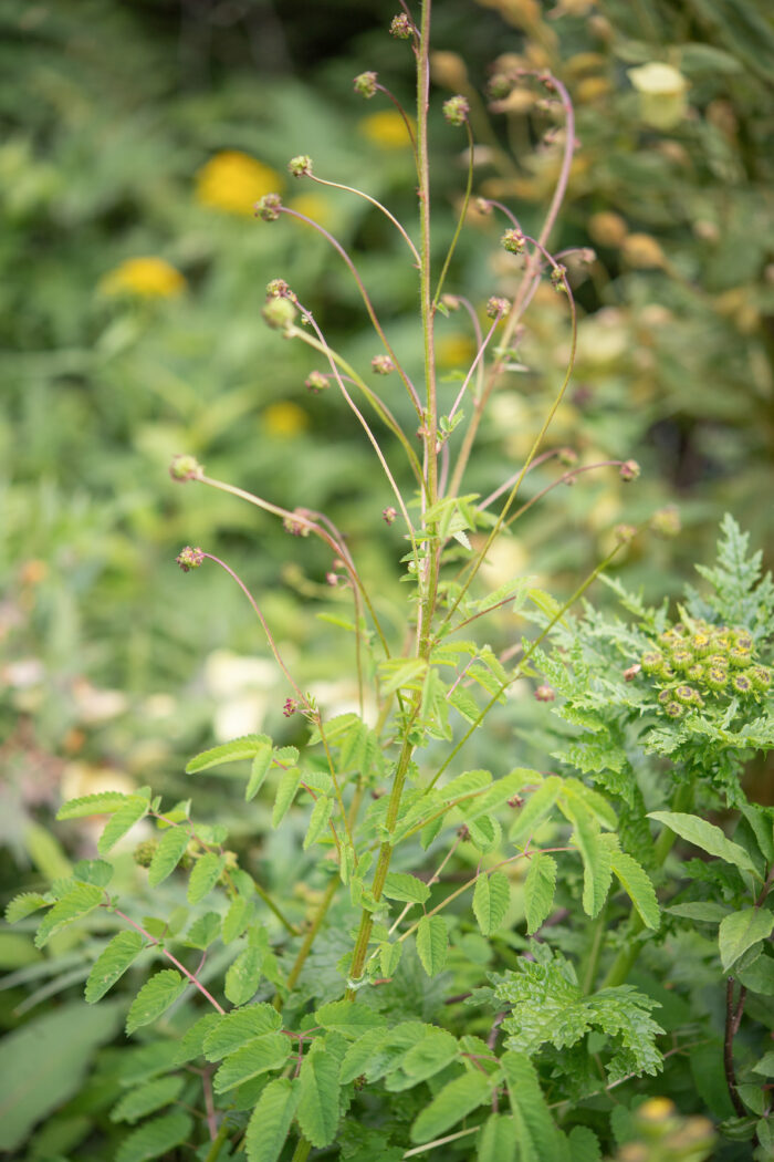 Arunachal plant (Rosaceae)