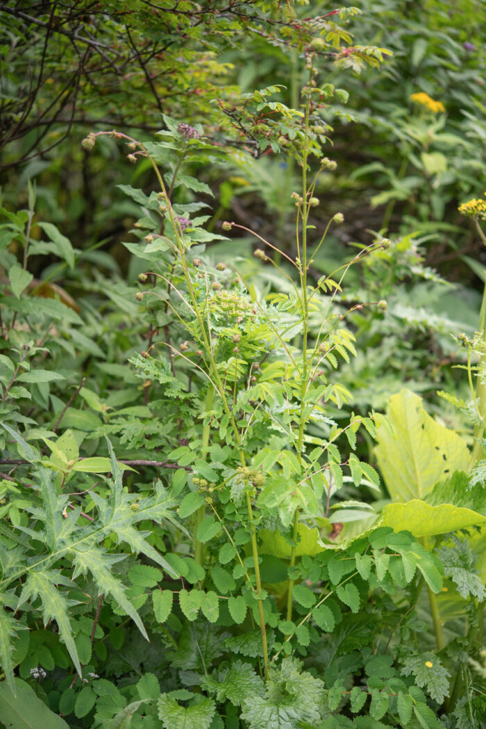 Arunachal plant (Rosaceae)