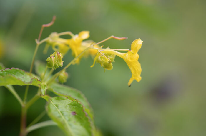 Arunachal plant (Impatiens)