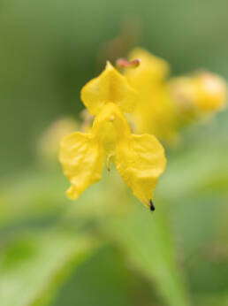 Arunachal plant (Impatiens)