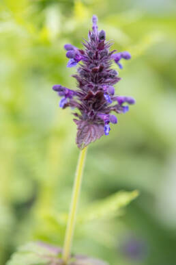 Nepeta lamiopsis