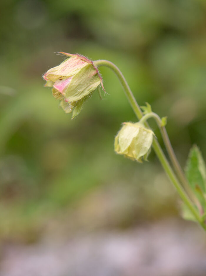 Geum macrosepalum