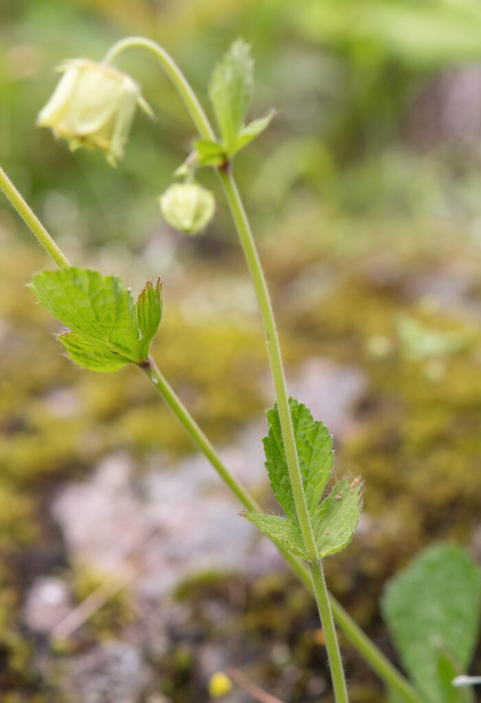 Geum macrosepalum