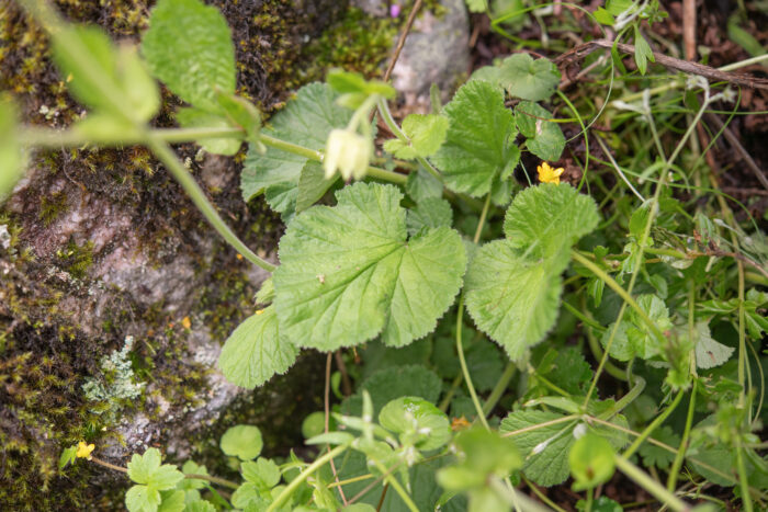 Geum macrosepalum