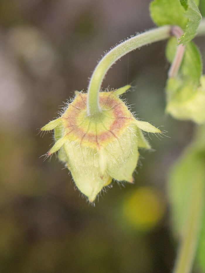 Geum macrosepalum