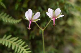 Geranium refractum