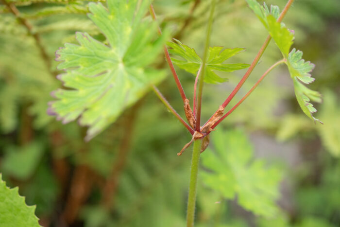 Geranium refractum