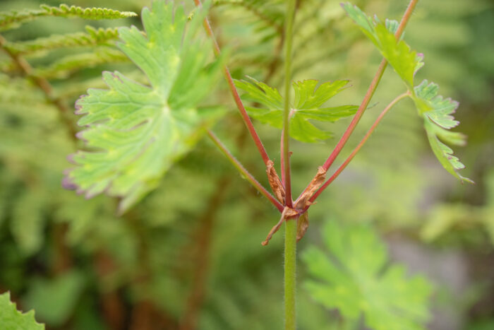 Geranium refractum