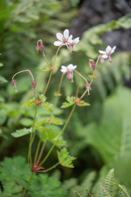 Geranium refractum