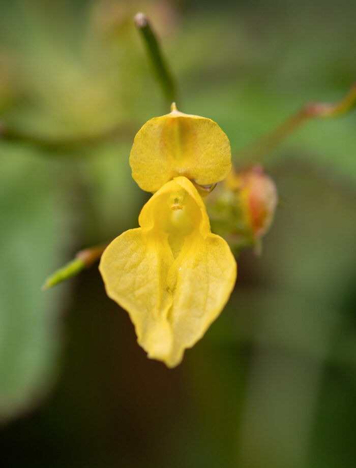 Arunachal plant (Impatiens)