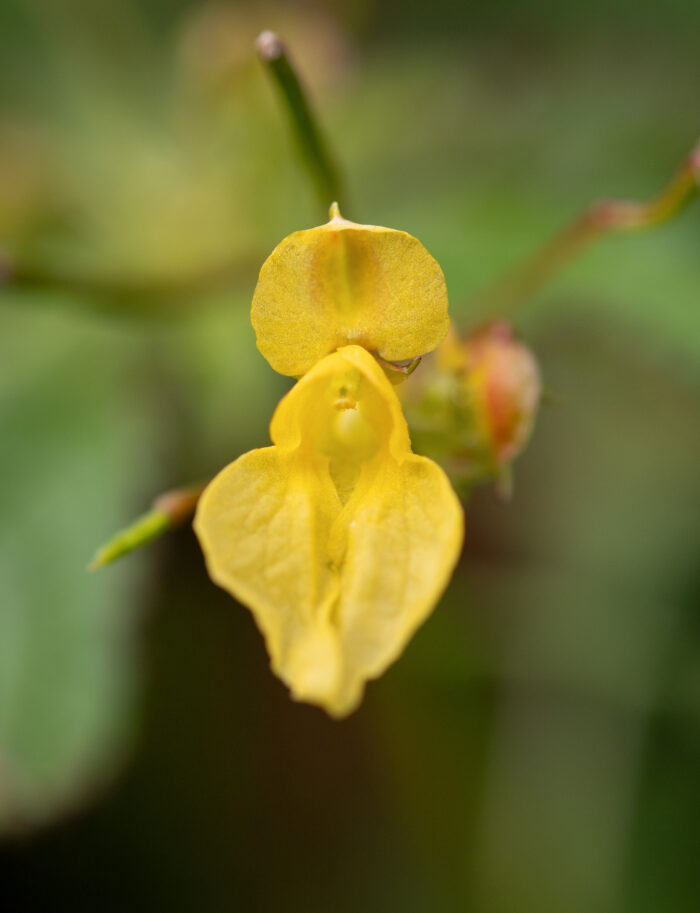 Arunachal plant (Impatiens)