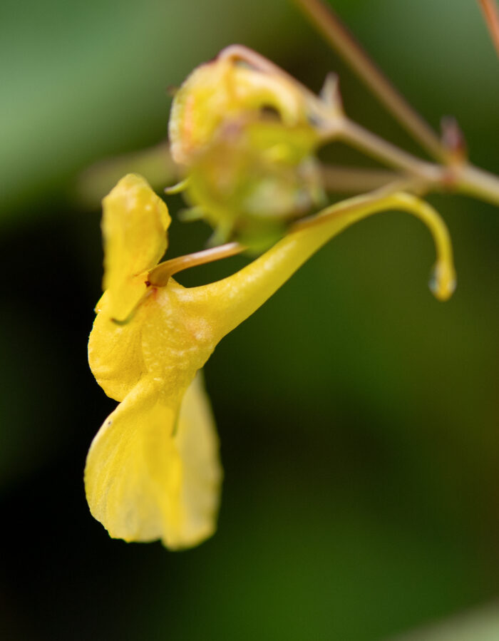 Arunachal plant (Impatiens)