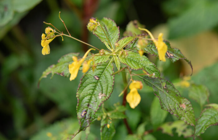 Arunachal plant (Impatiens)