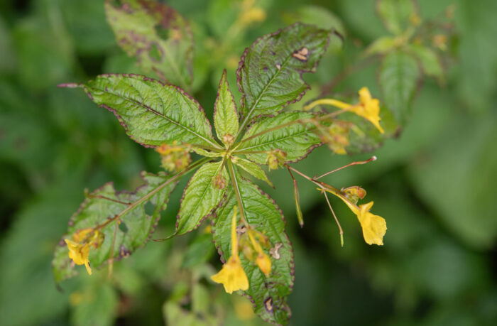 Arunachal plant (Impatiens)