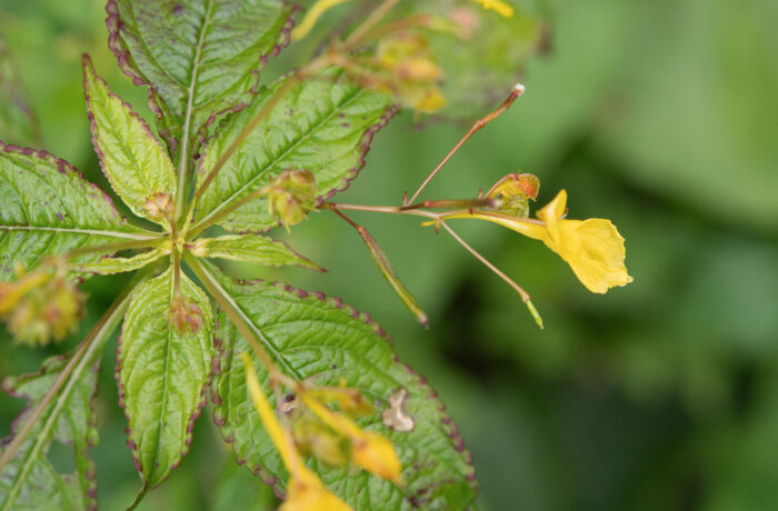 Arunachal plant (Impatiens)