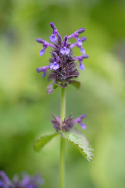 Nepeta lamiopsis