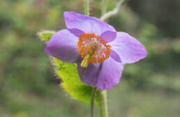 Arunachal plant (Meconopsis)