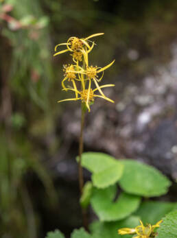 Ligularia hookeri