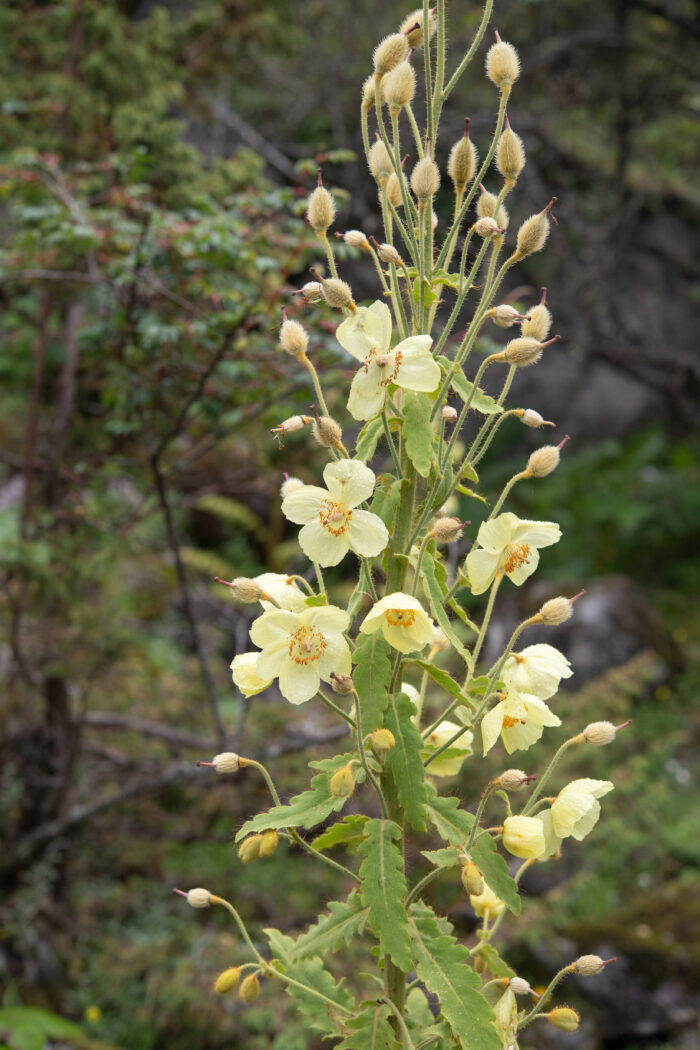 Satin Poppy (Meconopsis paniculata)