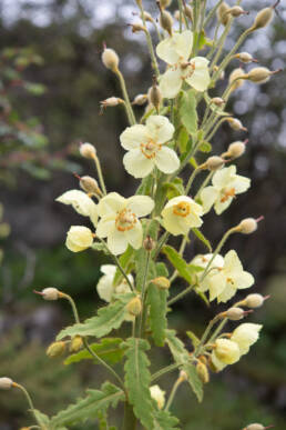 Satin Poppy (Meconopsis paniculata)