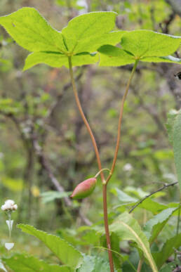 Himalayan Mayapple (Podophyllum hexandrum)