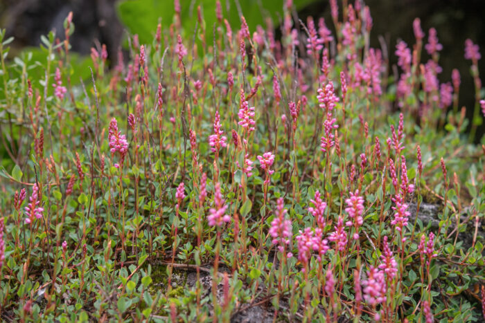 Bistorta vacciniifolia